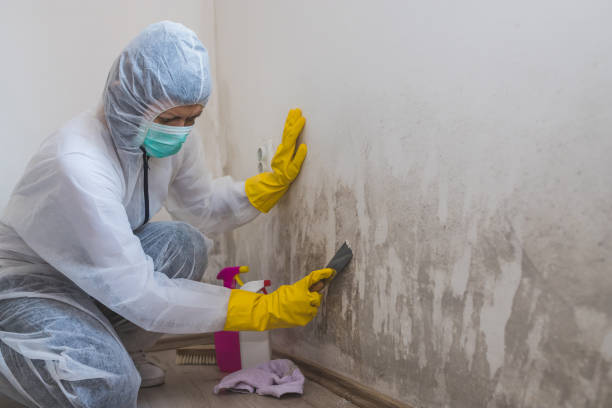 Office Mold Removal Services in Paterson, NJ