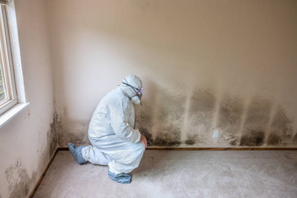 Mold Removal Process in Paterson, NJ